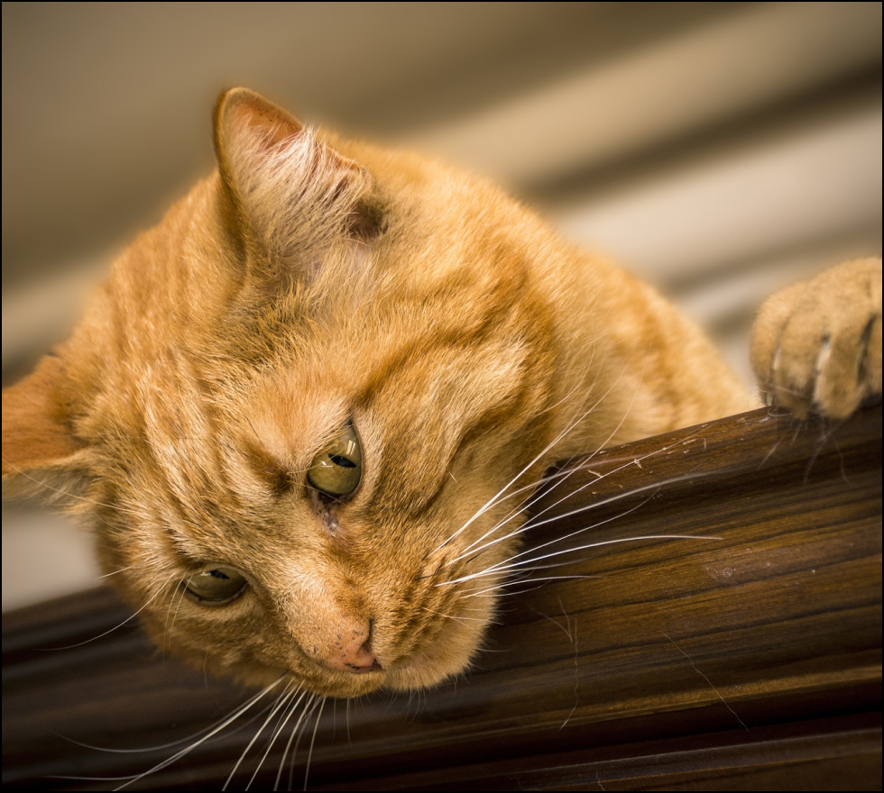 katze